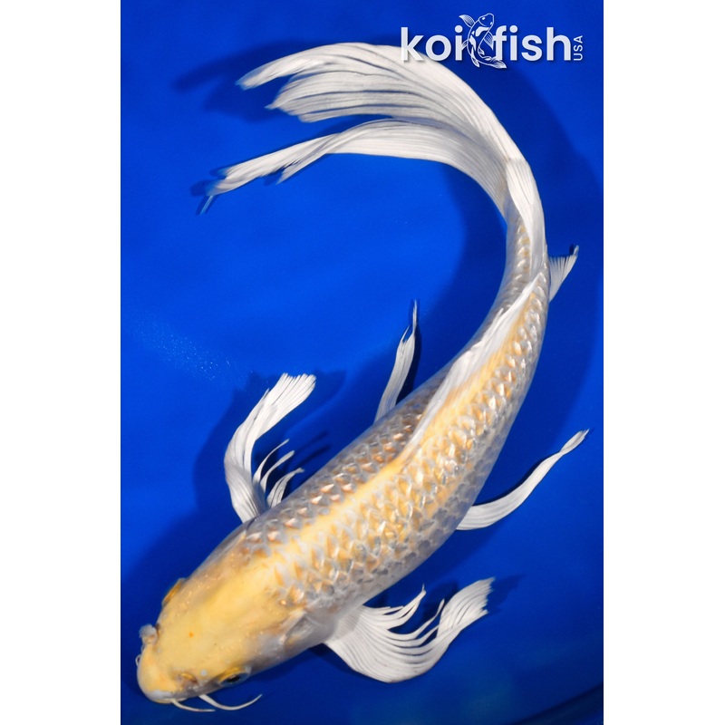 14.5" GINRIN HARIWAKE BUTTERFLY