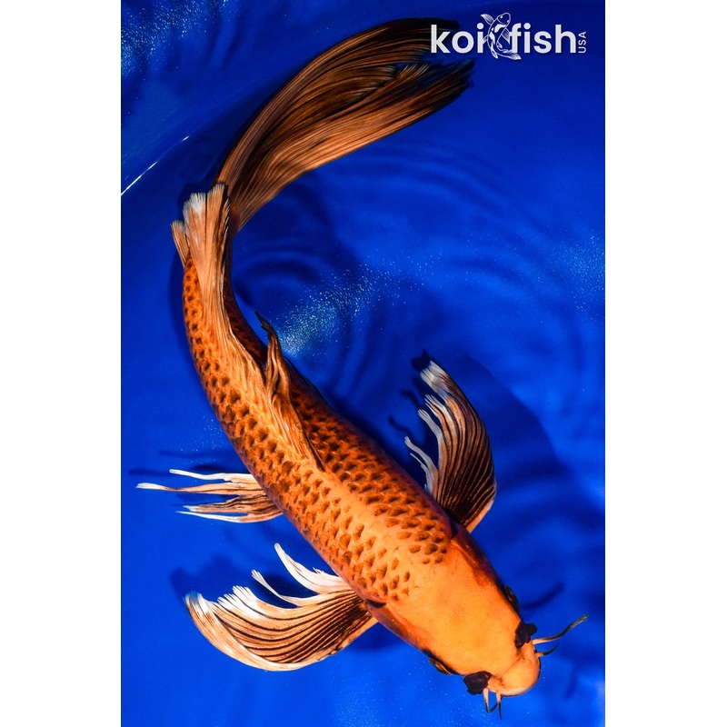 14.5" ORENJI MATSUBA BUTTERFLY