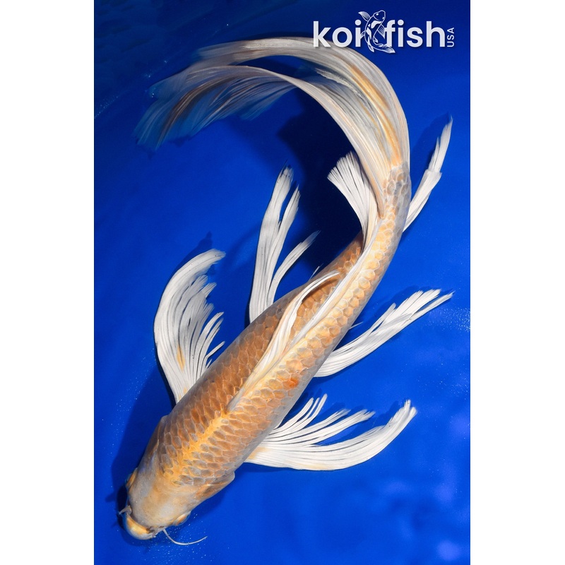 14.5" YAMABUKI OGON BUTTERFLY