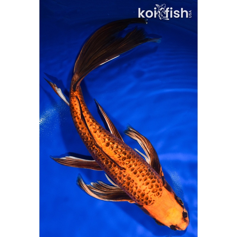 14.75" GINRIN ORENJI MATSUBA BUTTERFLY