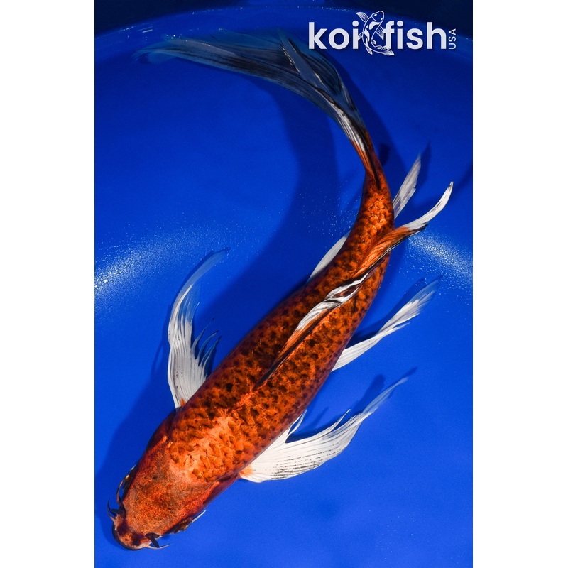14.75" ORENJI MATSUBA BUTTERFLY