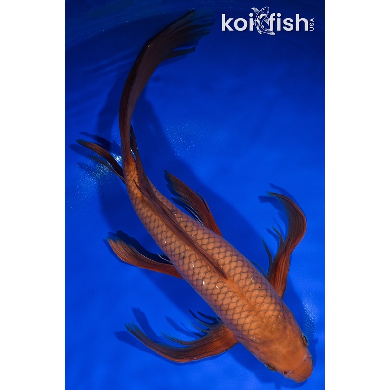 14" CHAGOI BUTTERFLY