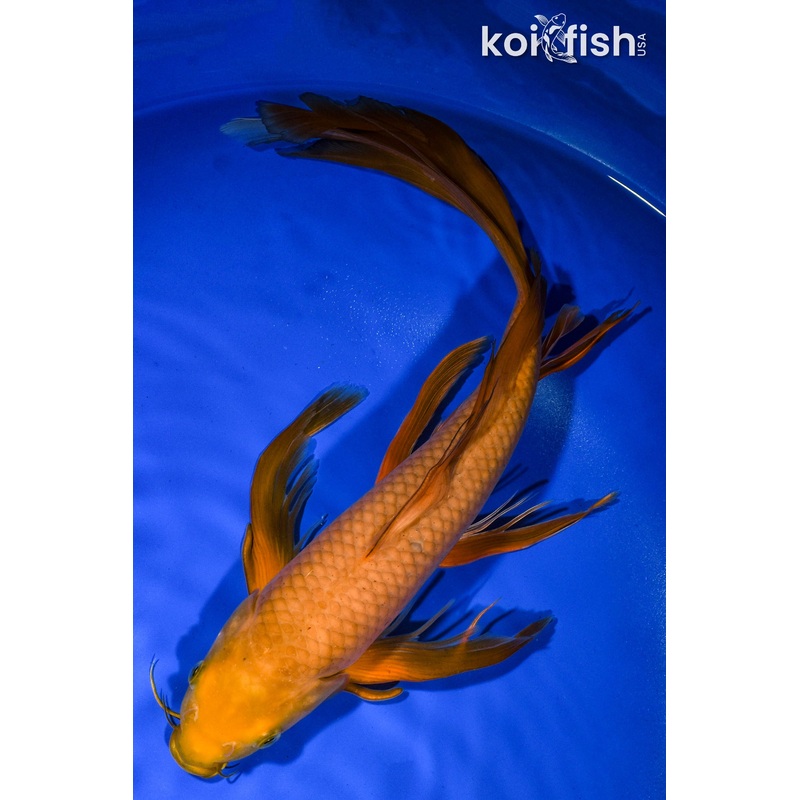 15.75" CHAGOI BUTTERFLY