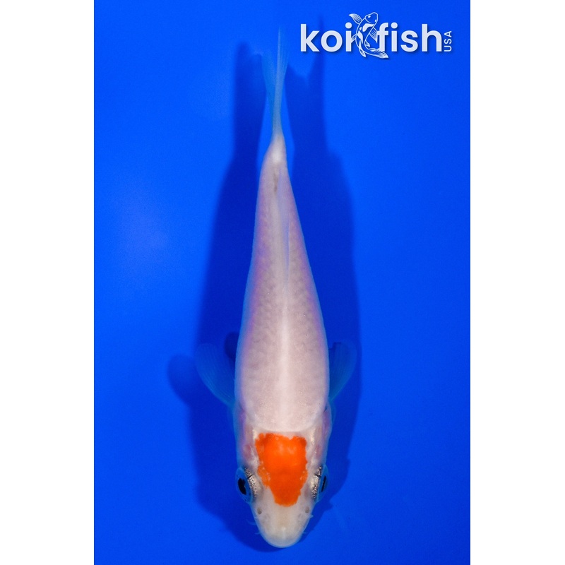 3.25" TANCHO KOHAKU