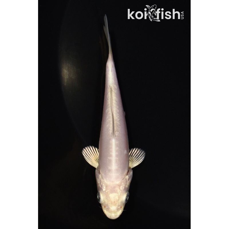 3.5" DOITSU PLATINUM OGON