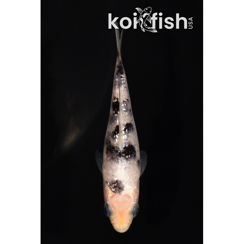 3.5" GINRIN SHIRO BEKKO