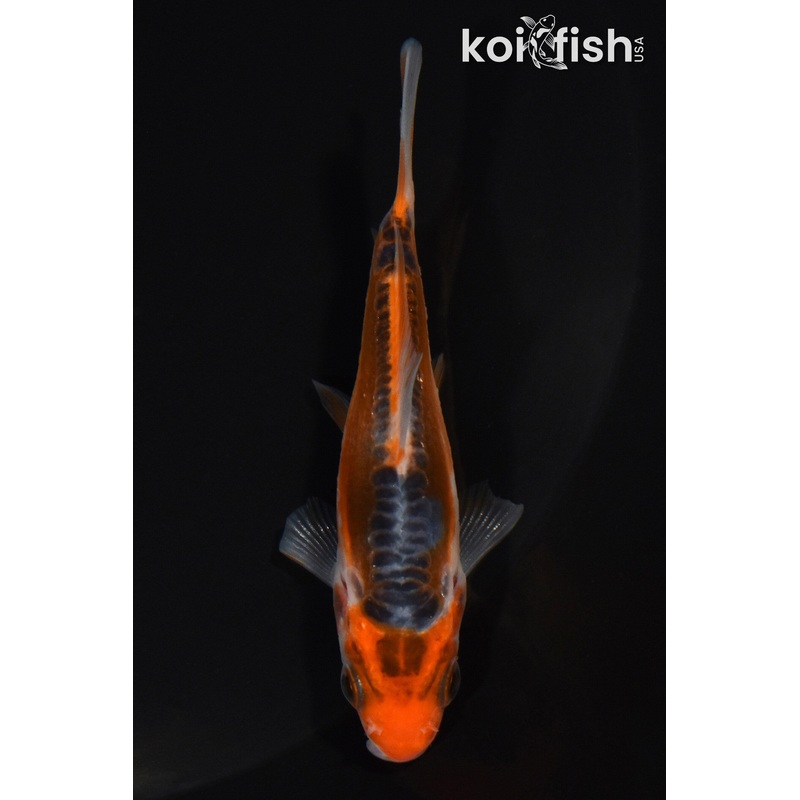 3.5" HI SHUSUI
