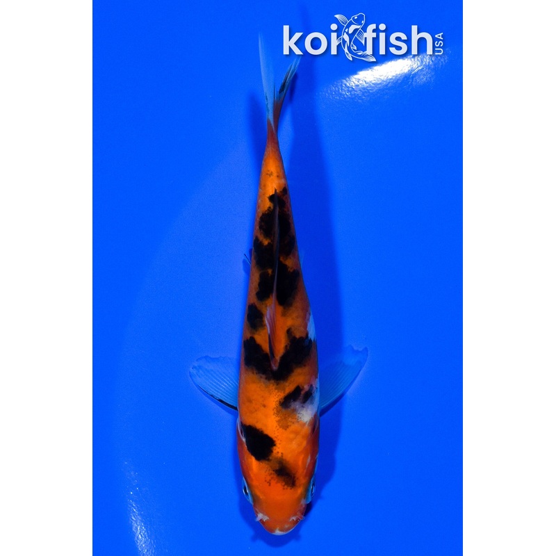 3.75" AKA SANKE
