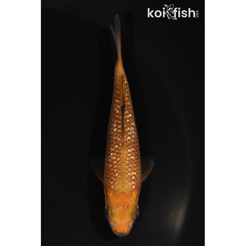 3.75" GINRIN CHAGOI