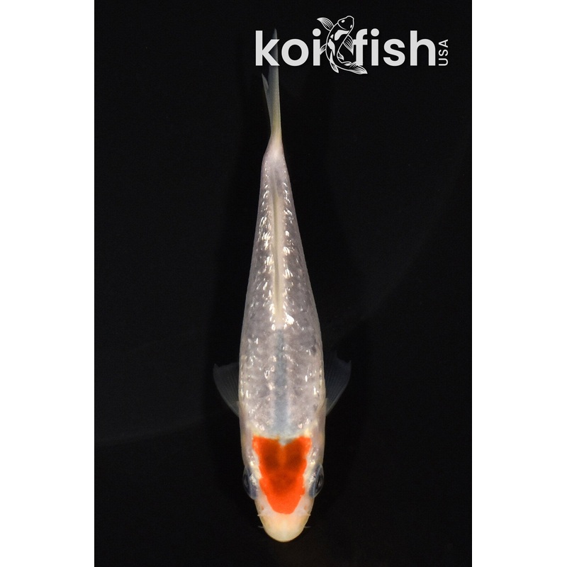 3.75" GINRIN TANCHO GOROMO