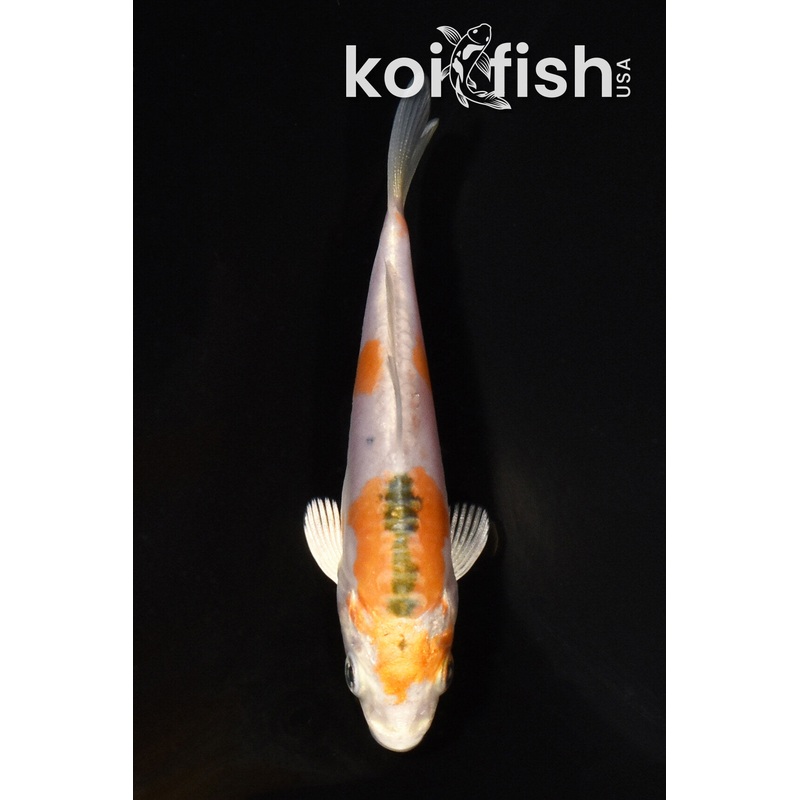 3.75" HEISEI NISHIKI