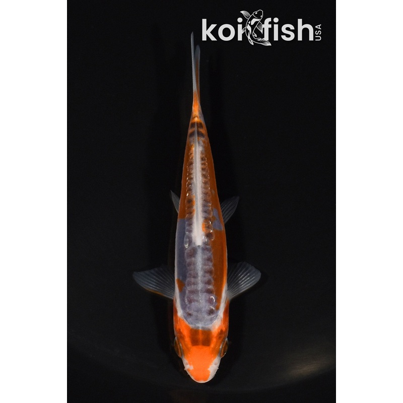 3.75" HI SHUSUI