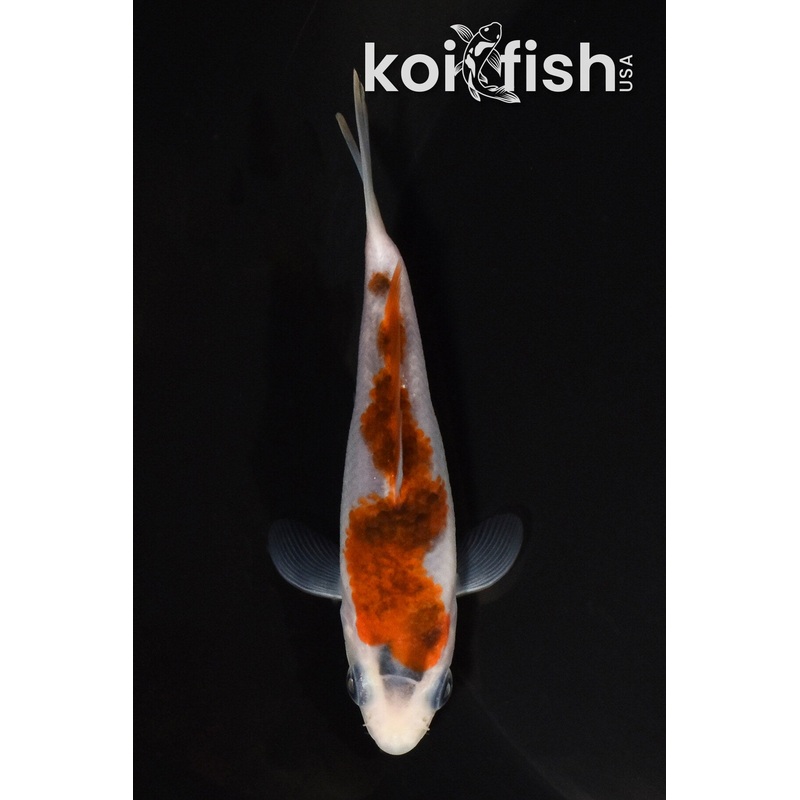 3.75" INAZUMA GOROMO