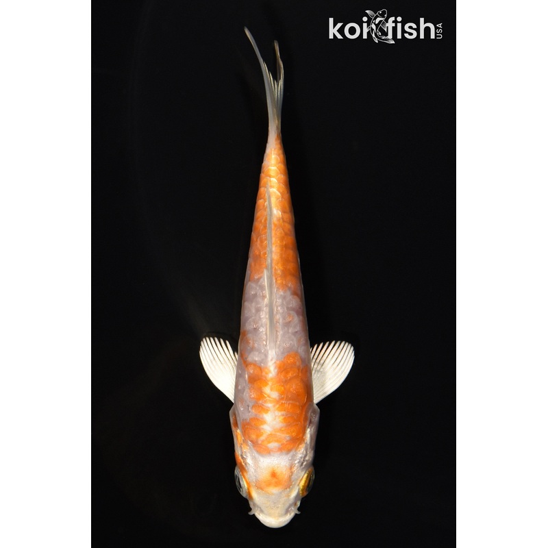 3.75" KIKUSUI