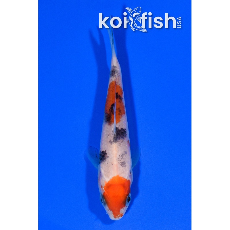 3.75" SANKE
