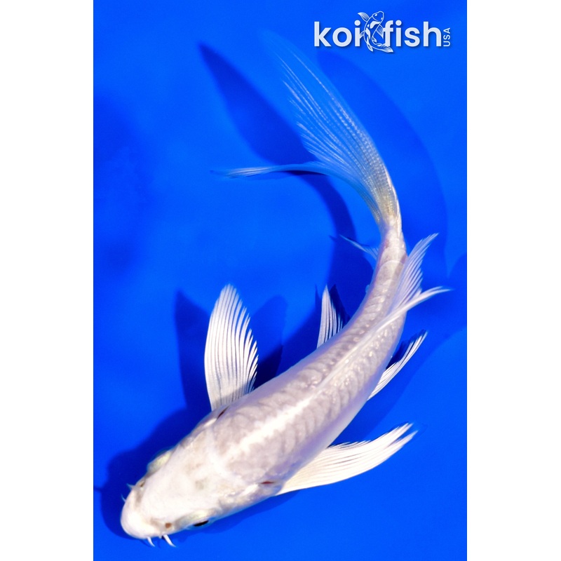 4.25" DOITSU PLATINUM OGON BUTTERFLY