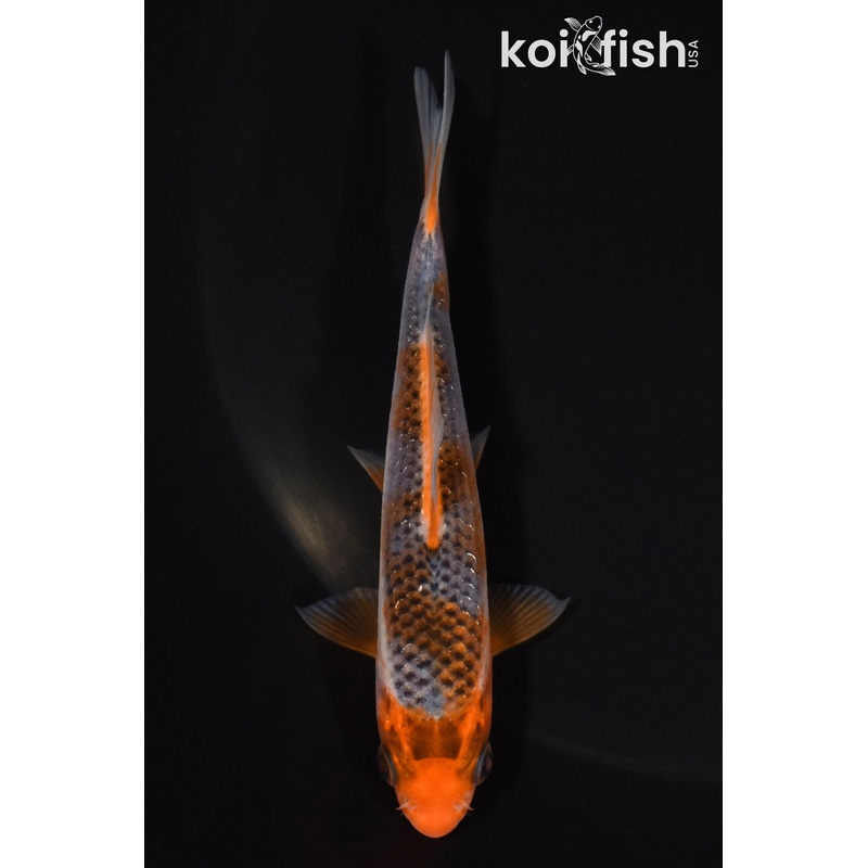 4.25" HI ASAGI