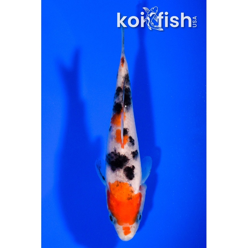 4.25" SANKE
