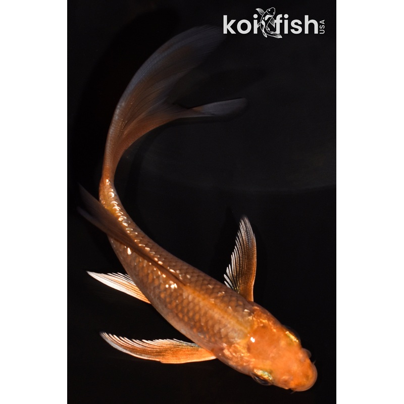 4.5" GINRIN CHAGOI BUTTERFLY