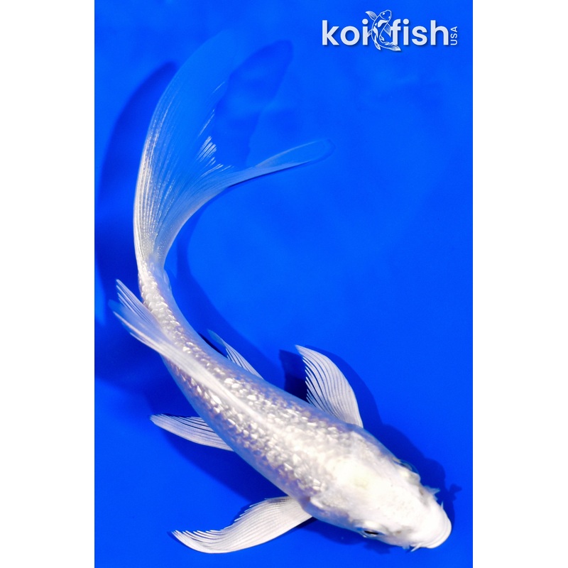 4.5" GINRIN PLATINUM OGON BUTTERFLY