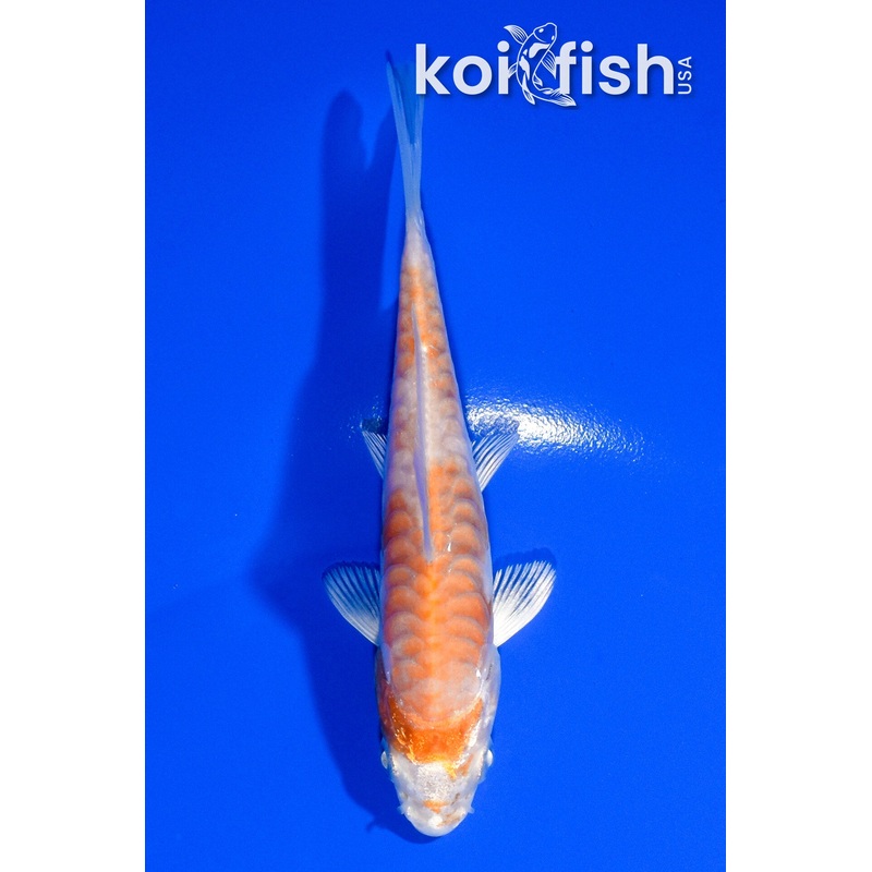4" ARMOR SCALED KIKUSUI