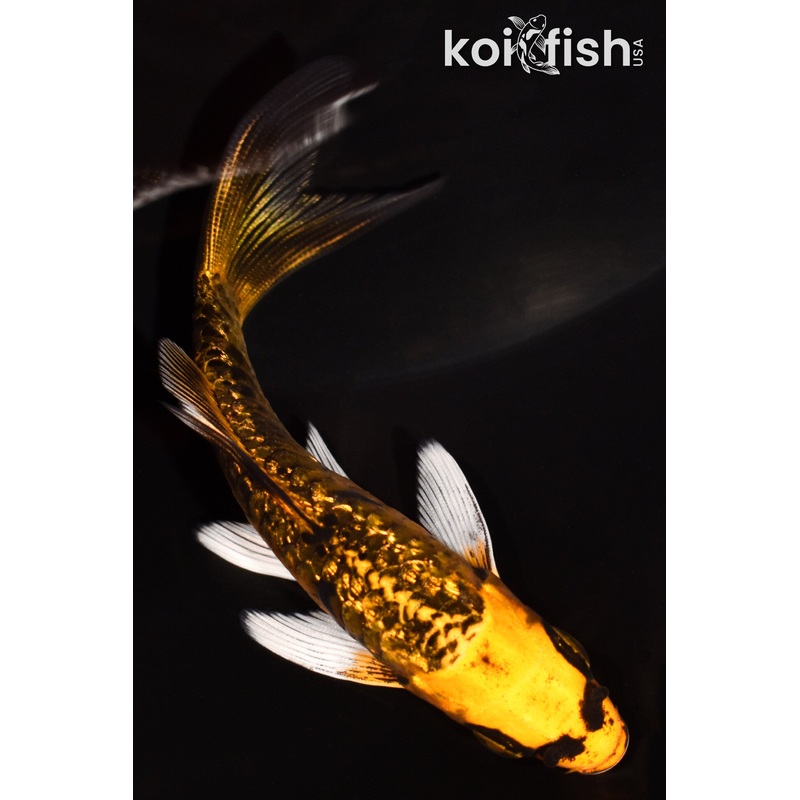 4" DOITSU GINRIN ORENJI MATSUBA BUTTERFLY