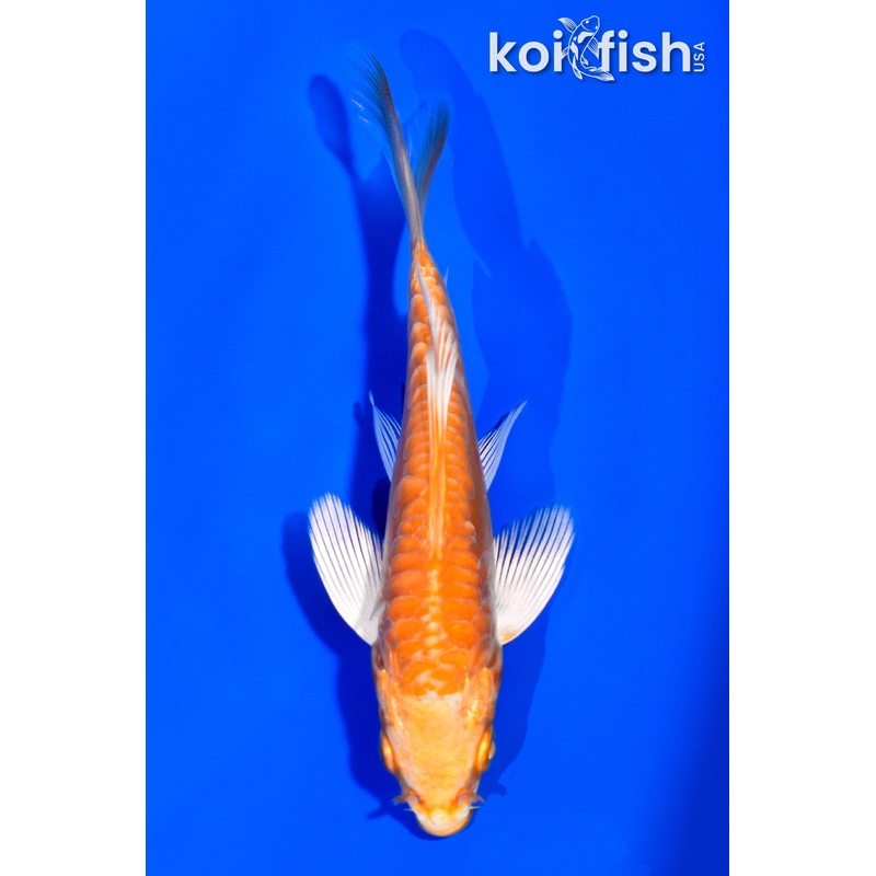 4" DOITSU ORENJI OGON BUTTERFLY