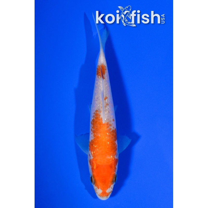 4" GINRIN KOHAKU