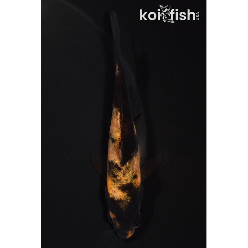 4" KI UTSURI