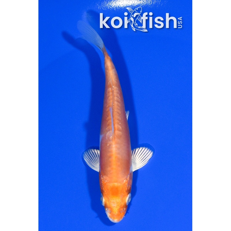 4" KIKUSUI