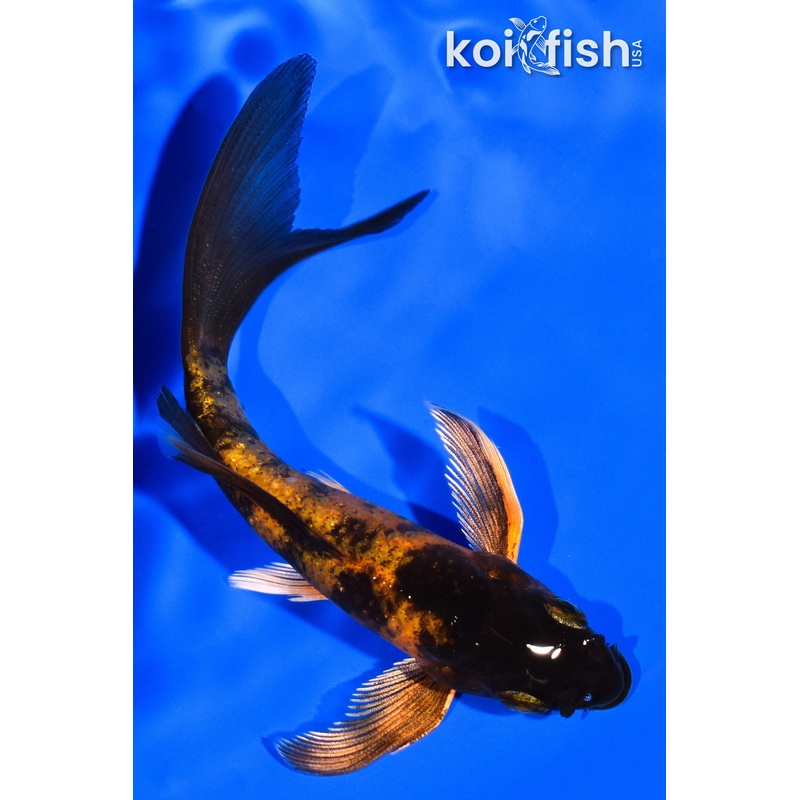 4" KIN KI UTSURI BUTTERFLY