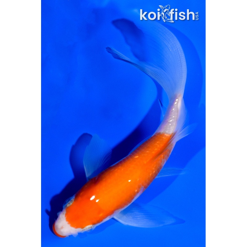 4" KUCHIBENI KOHAKU BUTTERFLY