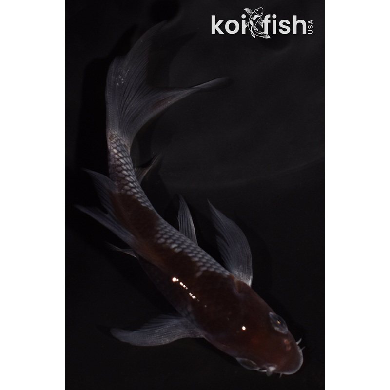4" OCHIBA SHIGURE BUTTERFLY