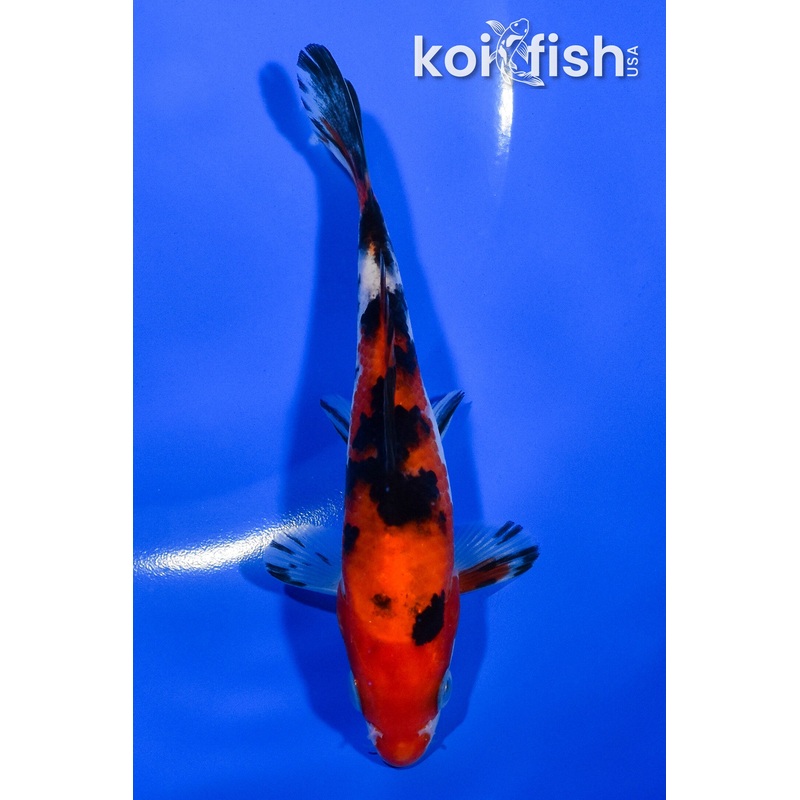 5.25" AKA SANKE