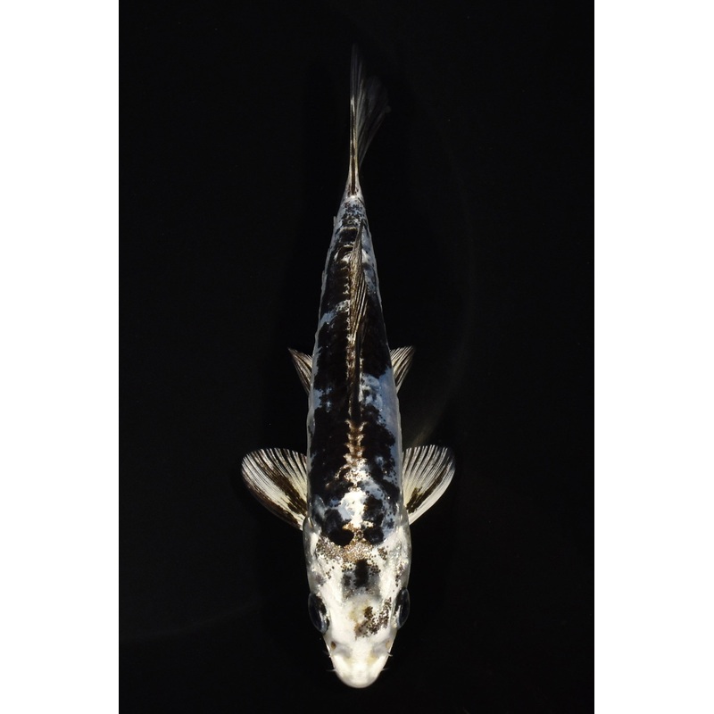 5.25" DOITSU GIN SHIRO BEKKO