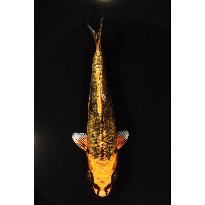 5.25" DOITSU ORENJI MATSUBA