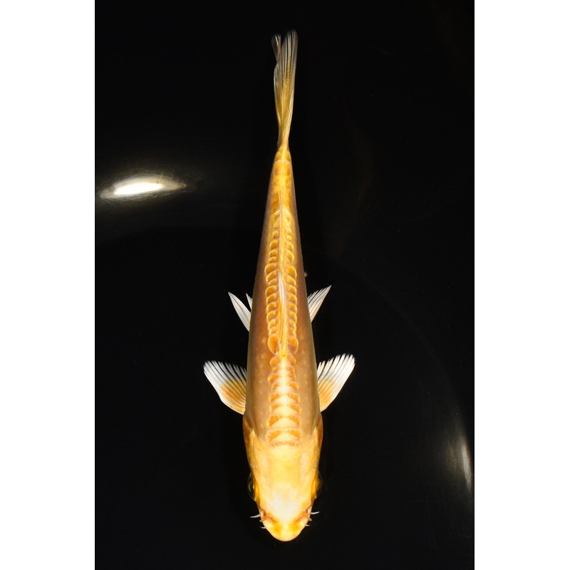 5.25" DOITSU YAMABUKI OGON