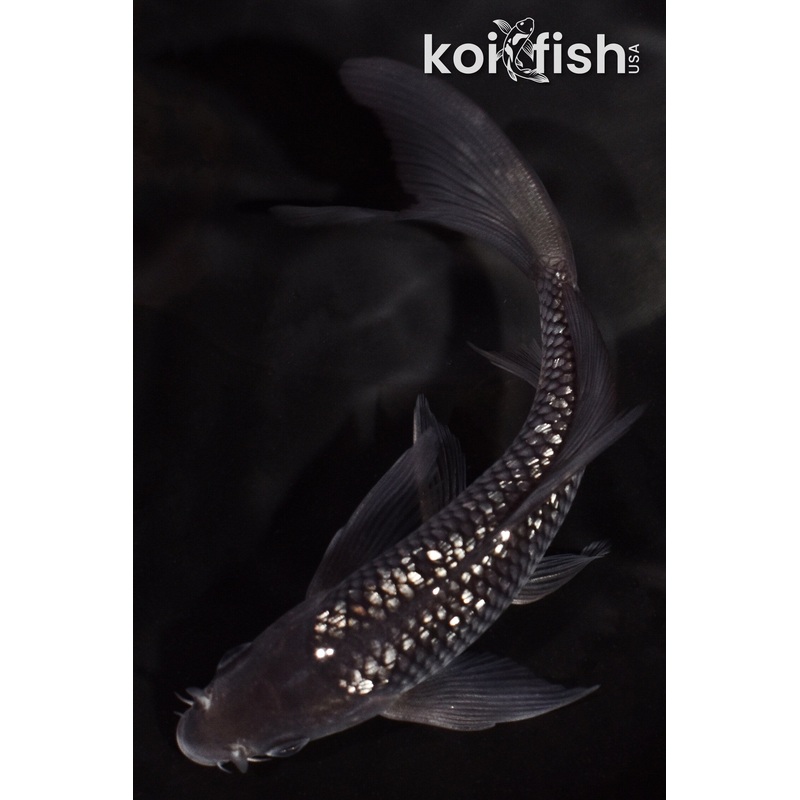 5.25" GINRIN SOROGOI BUTTERFLY