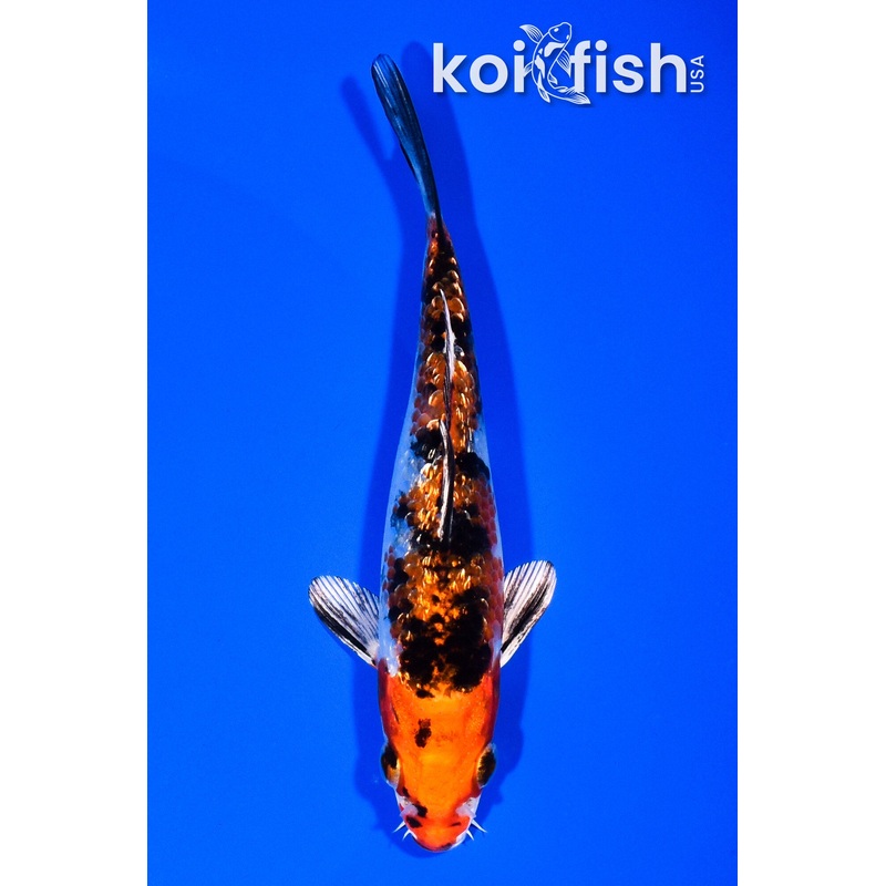 5.25" GINRIN YAMTO NISHIKI