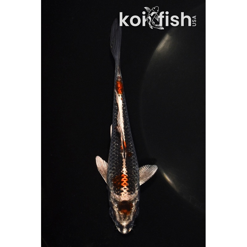 5.25" MARUTEN BENI GINGA