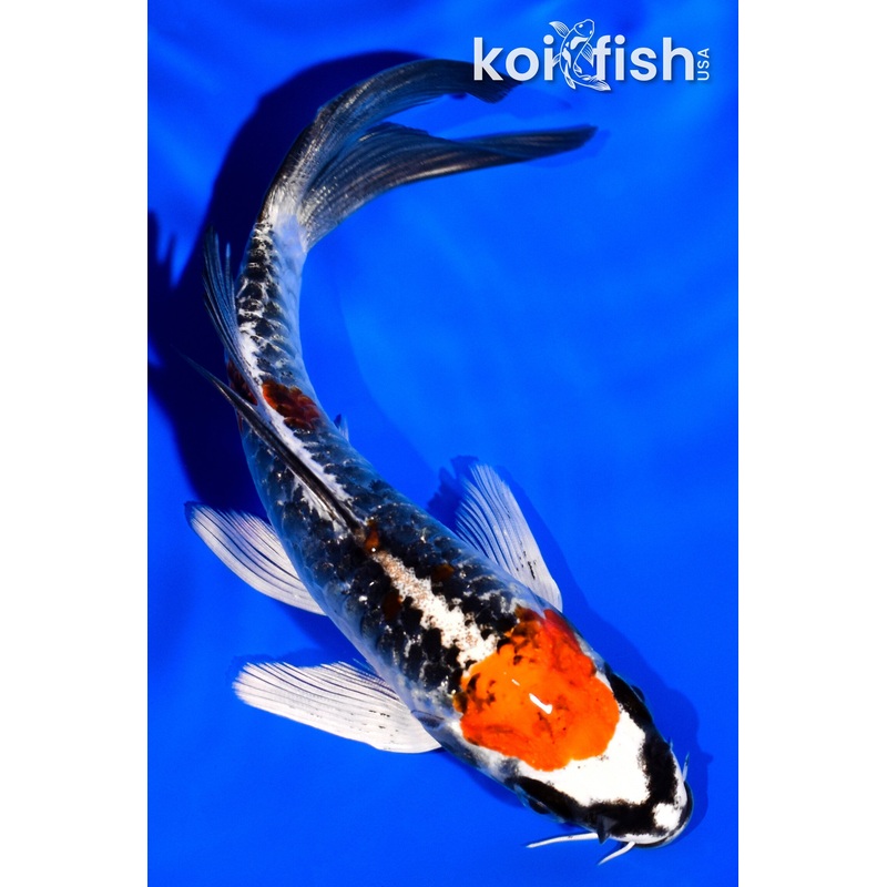 5.25" MARUTEN BENI KIKOKURYU BUTTERFLY