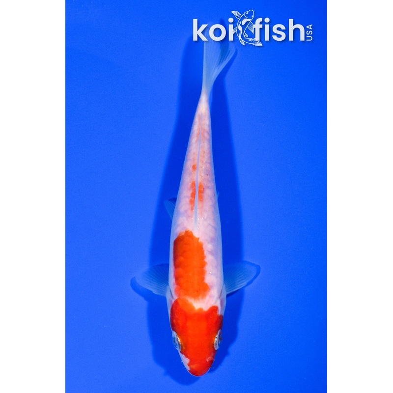 5.5" ARAGOKE KOHAKU
