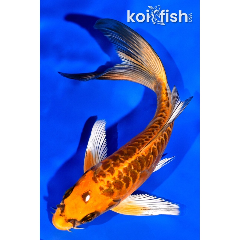5.5" ARMOR SCALED DOITSU ORENJI MATSUBA BUTTERFLY