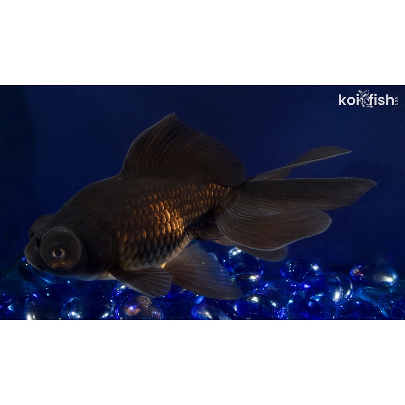 5.5" BLACK MOOR GOLDFISH