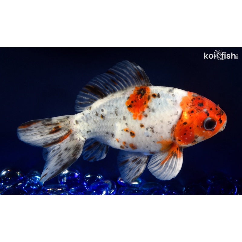5.5" CALICO WAKIN GOLDFISH