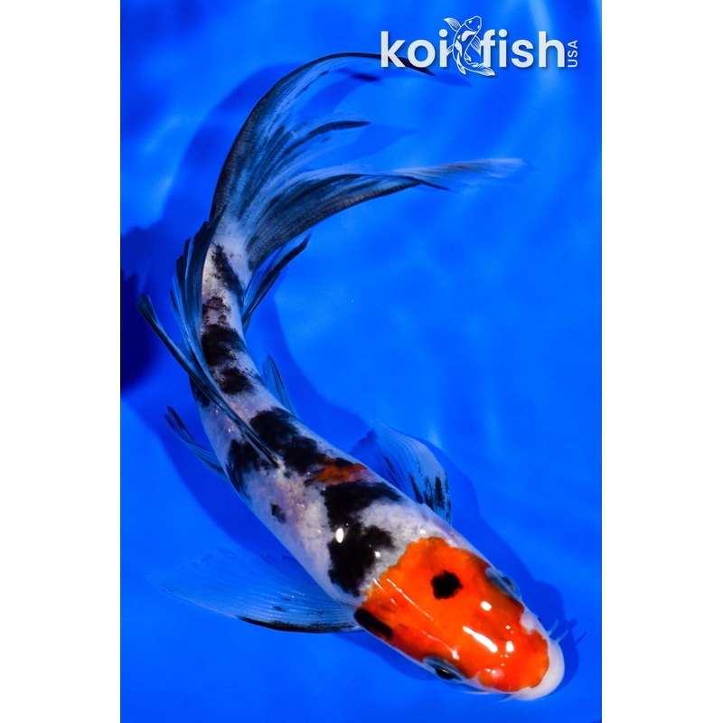5.5" MARUTEN SANKE BUTTERFLY