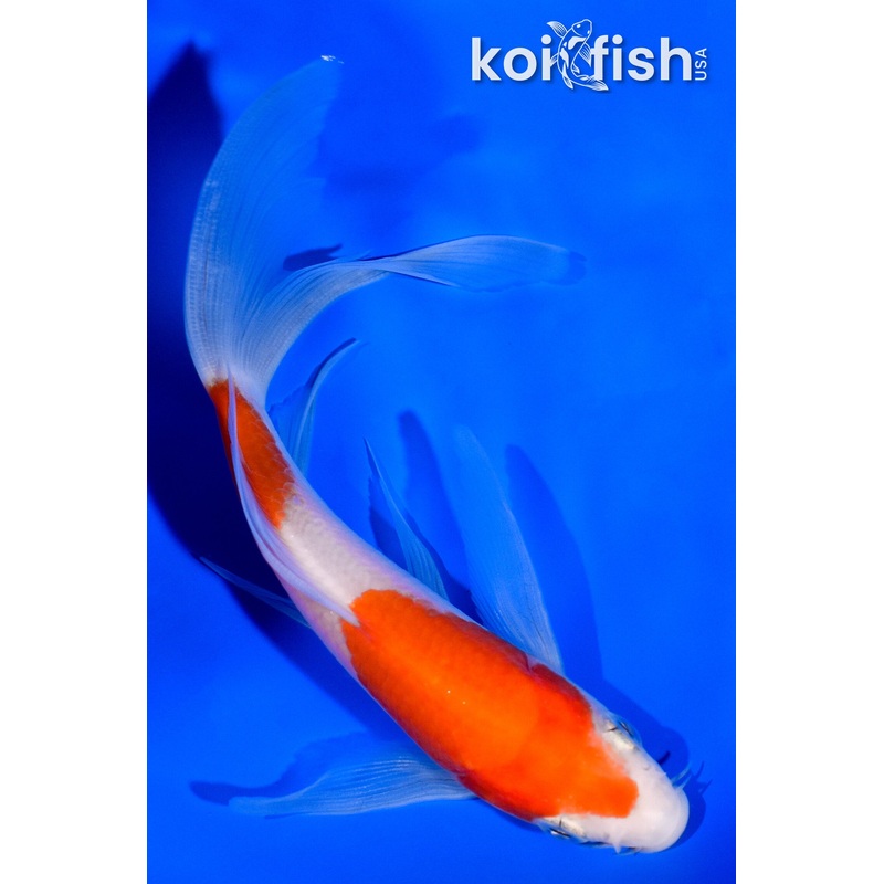 5.5" NIDAN KOHAKU BUTTERFLY