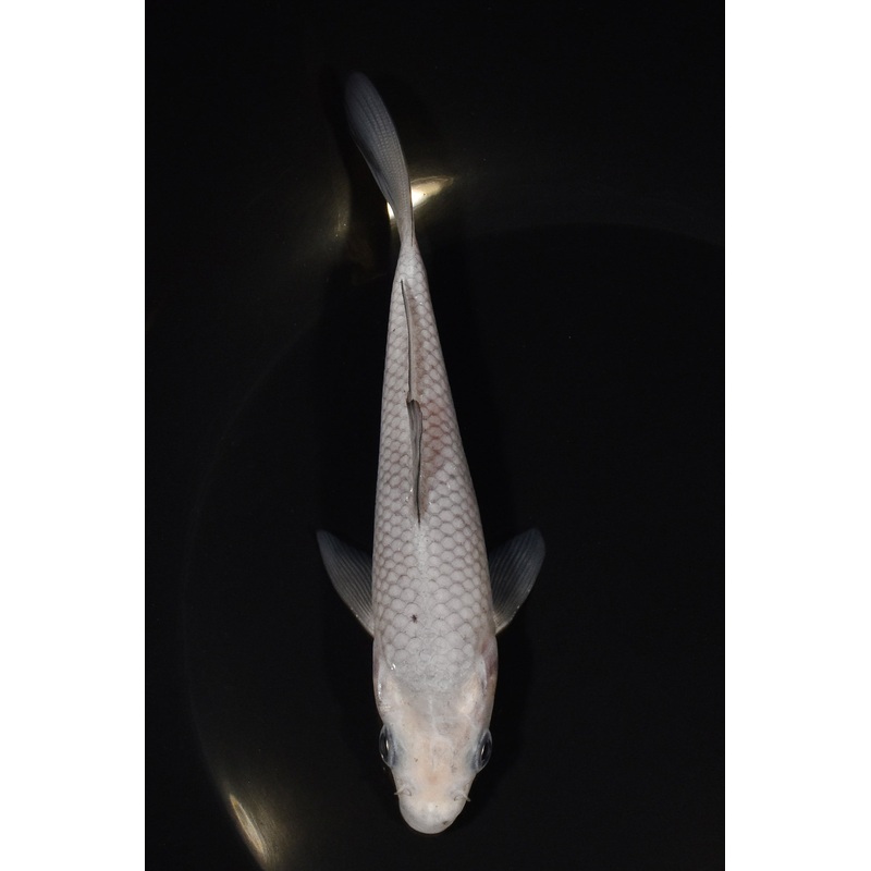 5.5" SOROGOI