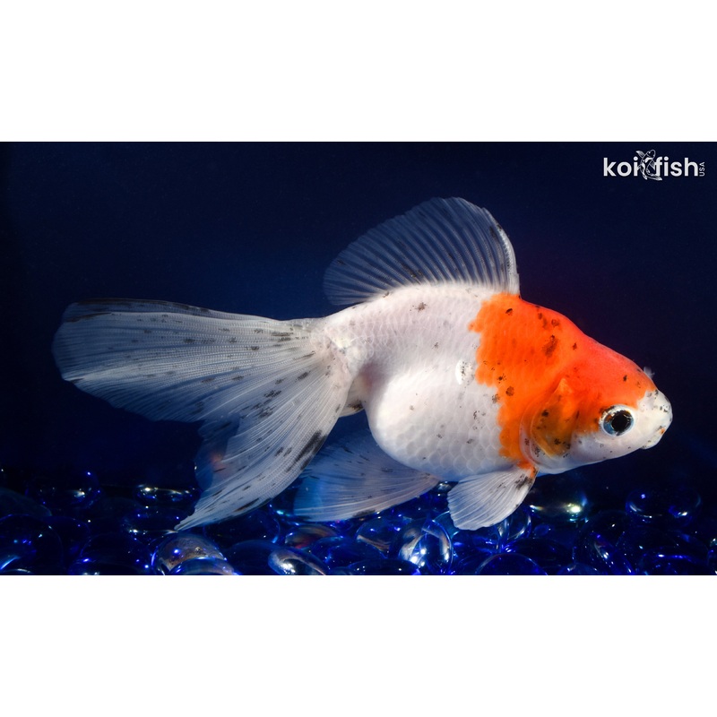 5.75" CALICO RYUKIN GOLDFISH