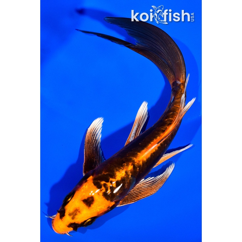 5.75" DOITSU ORENJI MATSUBA BUTTERFLY